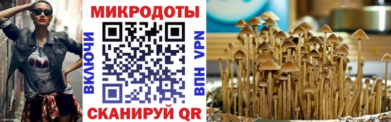 наркошоп  Емва  Псилоцибиновые грибы Psilocybe 